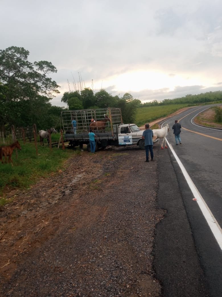 SFC: MUNICÍPIO E 10ª CIPM APREENDEM ANIMAIS SOLTOS NA BA-523