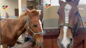 Cavalo Caramelo, resgatado no RS, vai morar em fazenda de universidade
