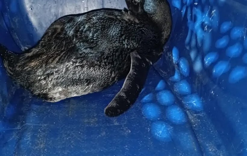 Pinguim é resgatado em praia de Itapuã