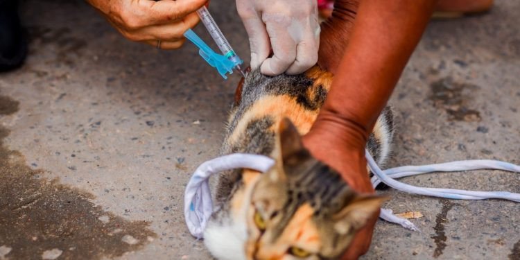Campanha de vacinação contra a raiva irá de porta em porta para imunizar cães e gatos em Candeias