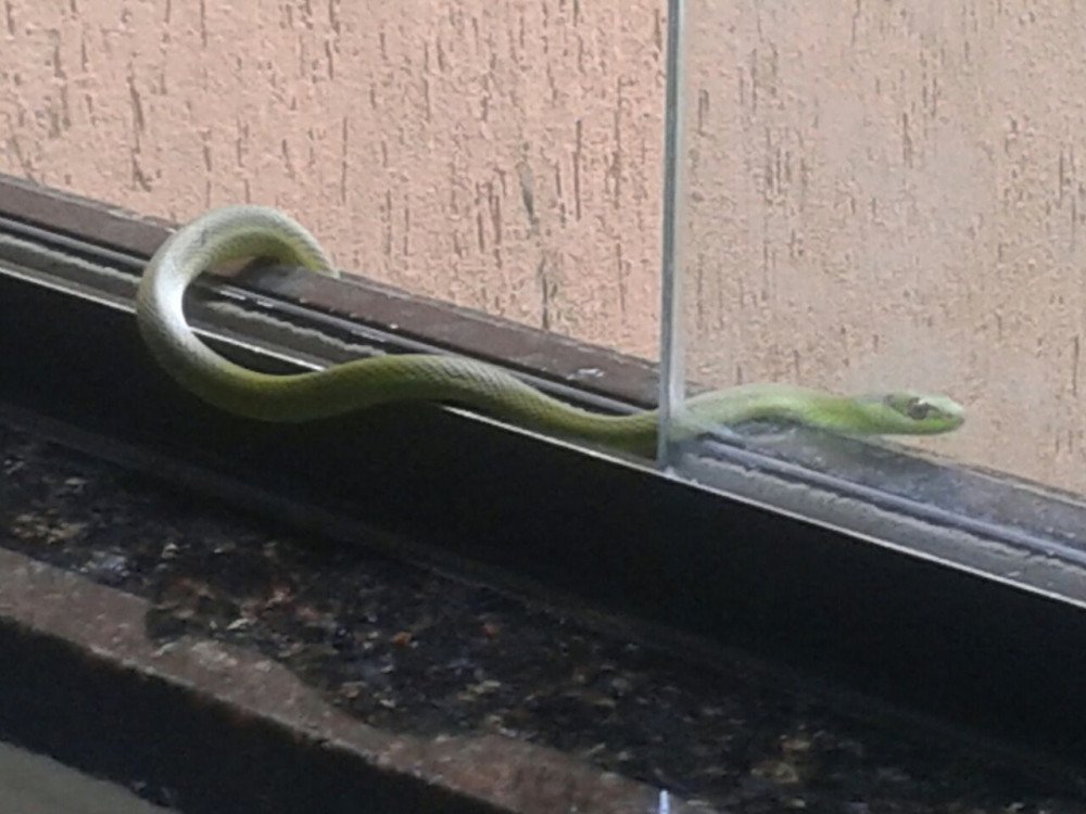 Cobra é encontrada na câmara de Candeias !