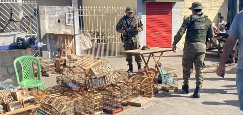 Em Feira de Santana, 15 homens são flagrados pela PM com aves silvestres