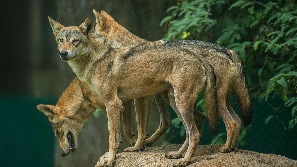 Os lobos assassinos de crianças que espalham terror na Índia