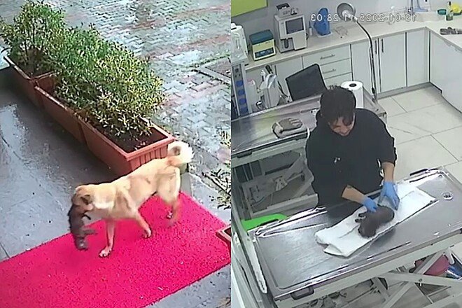 Cadela salva filhote doente ao levá-lo até clínica veterinária na Turquia