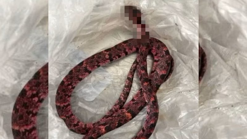 Homem tenta engolir cobra, passa mal e vomita animal após bebedeira