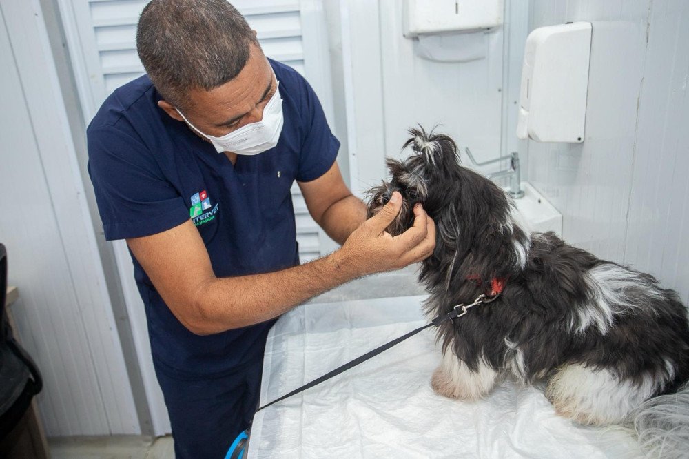 Prefeitura realiza segunda etapa do Castra Móvel com castração gratuita de cães e gatos em Madre de Deus
