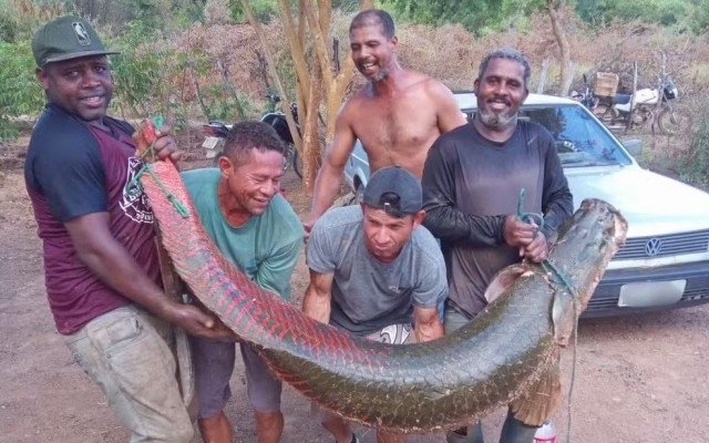 Grupo pesca peixe gigante de 2m de comprimento no Rio São Francisco
