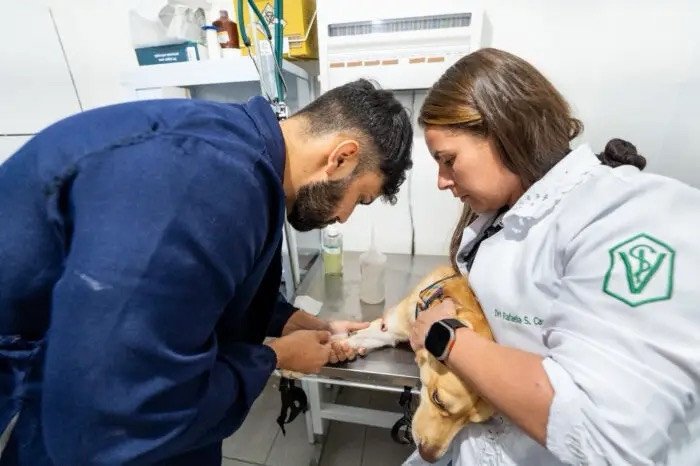 Camaçari inicia castração gratuita de cães e gatos