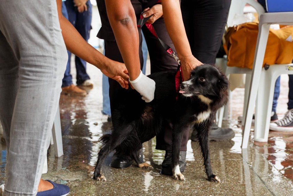 Candeias: Campanha itinerante de vacinação de cães e gatos começa nesta quinta (10); confira cronograma