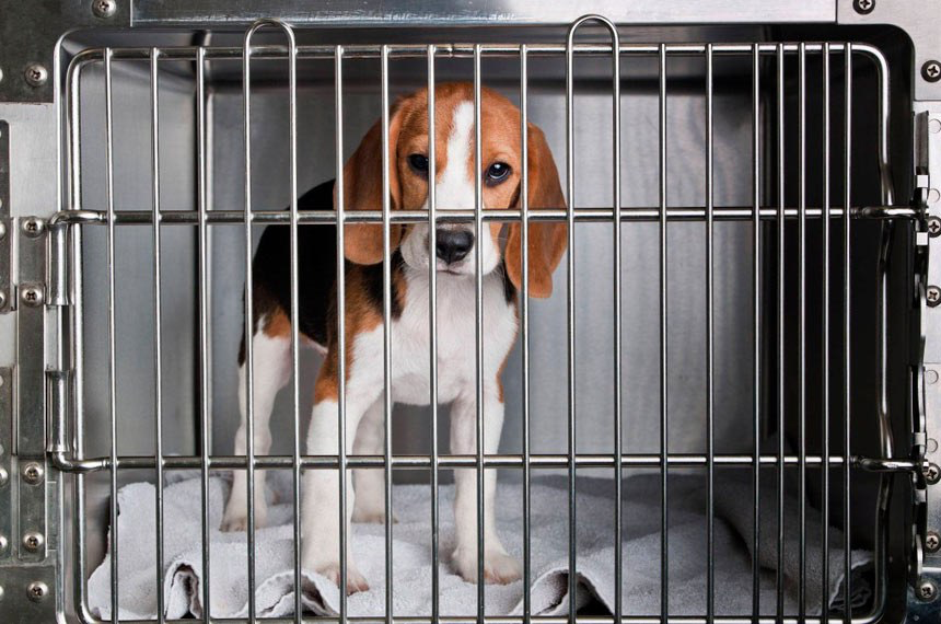 Lula sanciona lei que proíbe uso de animais em testes de cosméticos