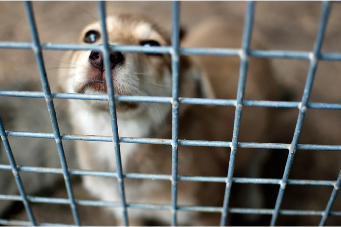 Comissão aprova aumento de pena para crime de maus-tratos a animais