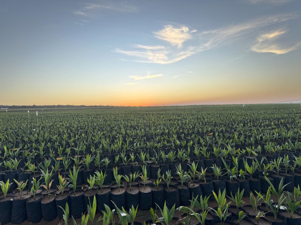 Acelen Renováveis leva soluções concretas de transição energética à COP30