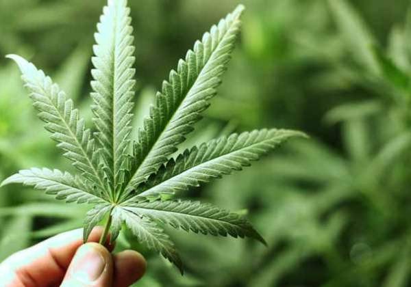 Inédito: remédio à base de maconha será utilizado em tratamento pela SMS