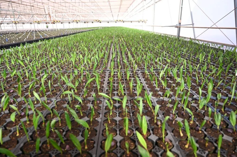 Acelen Renováveis estrutura e anuncia US$ 1,5 bilhão para biorrefinaria de SAF no Brasil