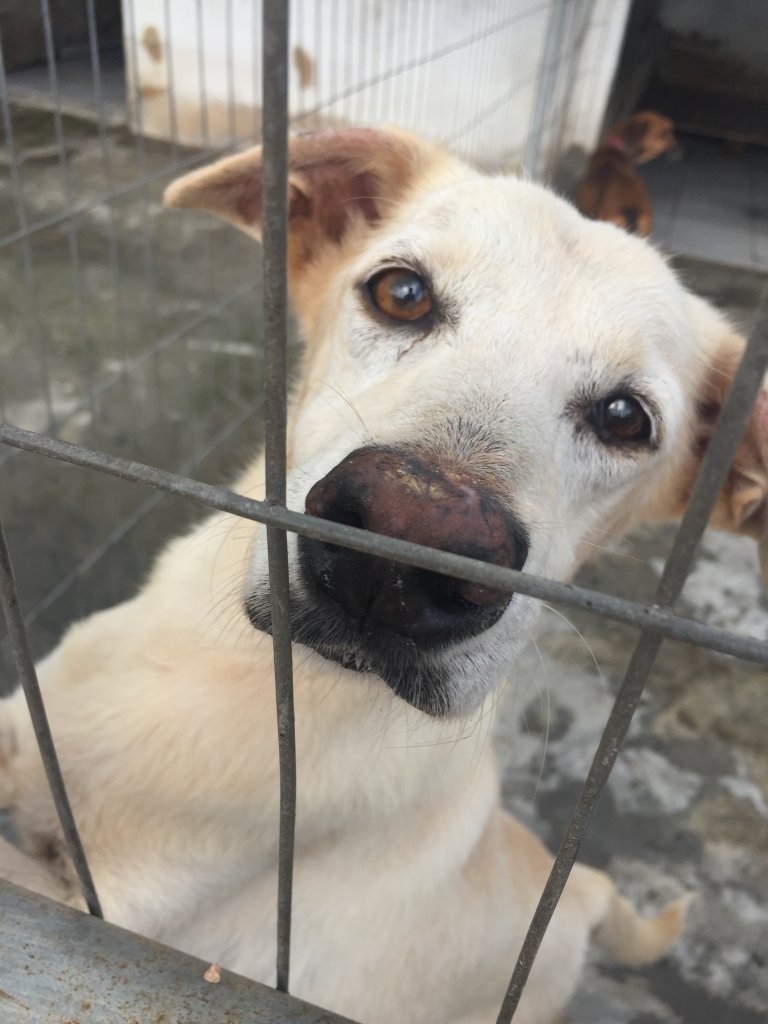 De janeiro a abril, mais de 100 animais foram abandonados em Salvador; campanha estimula a adoção responsável