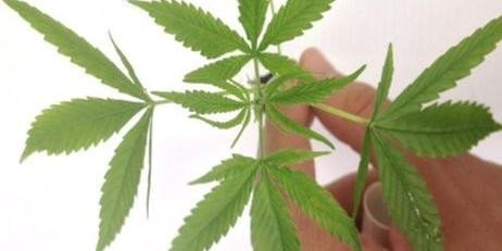 Senado fica mais perto de aprovar uso medicinal da maconha