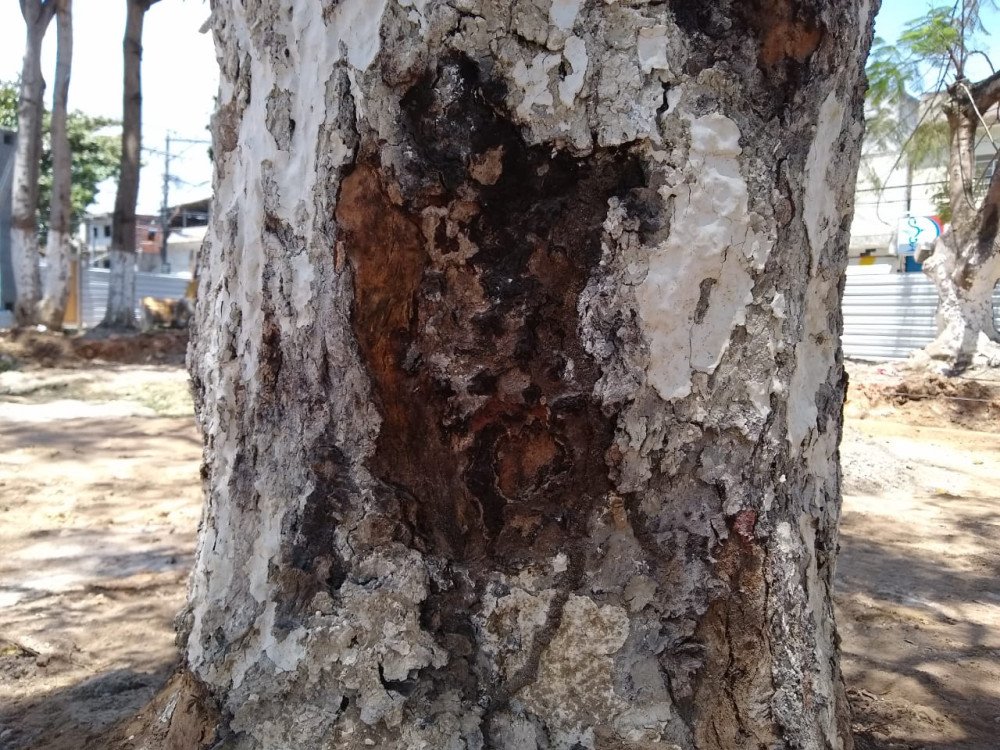 Prefeitura de Candeias informa sobre remoção de árvore na Praça do Malembá