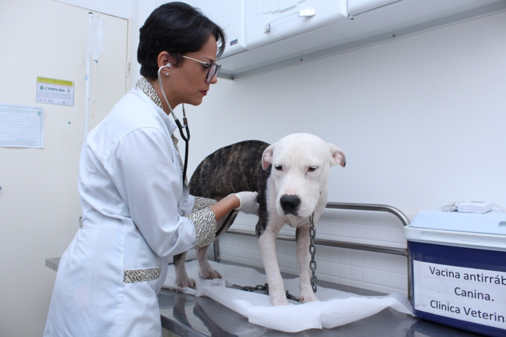 Candeias: Clinica Veterinária gratuita de Candeias é a única do Norte/Nordeste