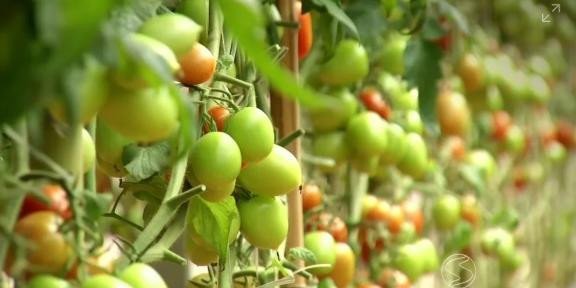 Prevê crescimento de 20% na produção de tomates no estado e queda no preço