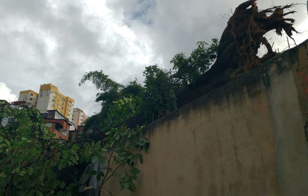 Queda de árvore em terreiro mata uma pessoa e deixa duas feridas