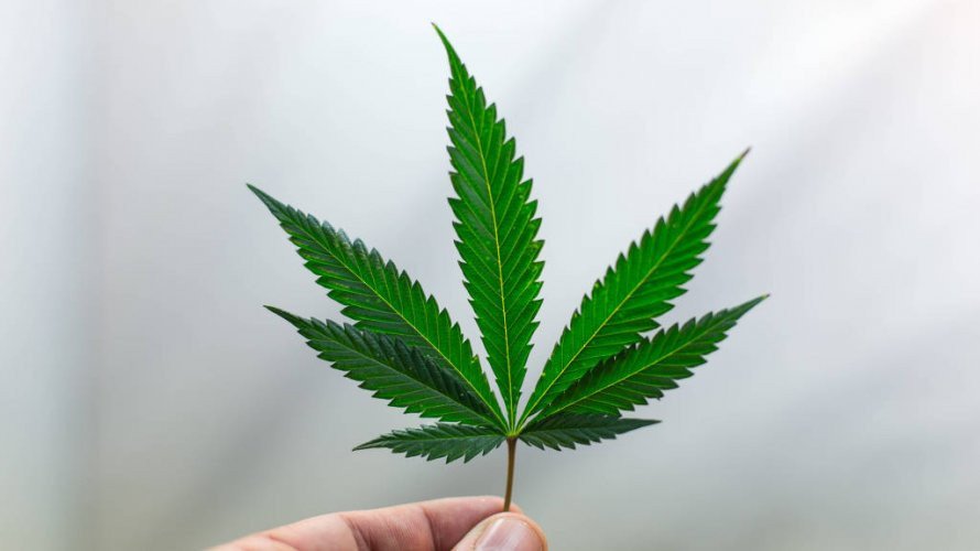 Anvisa quer dar aval para cultivo de maconha para remédios e pesquisa