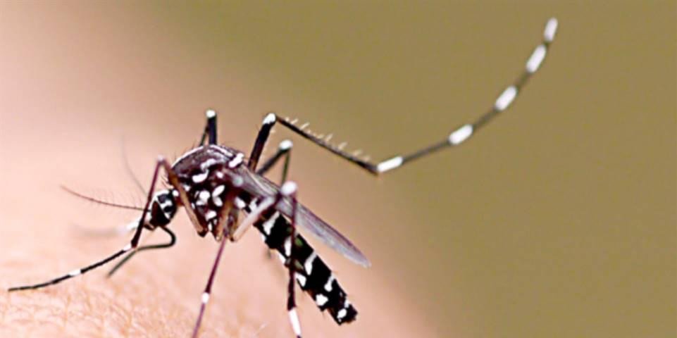 Primeiro semestre de 2019 tem mais de 40 mil casos de dengue na Bahia