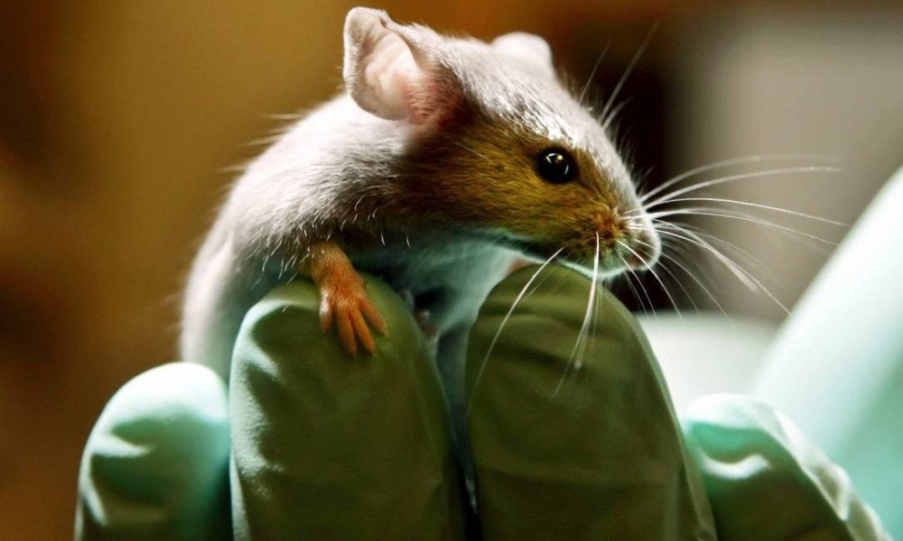 Japão autoriza desenvolvimento de órgãos humanos em animais