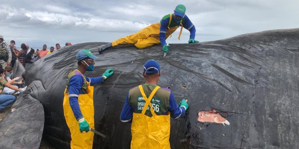 Operação para retirar carcaça de baleia em Coutos será retomada na segunda-feira (2)
