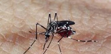 Pesquisa: vírus Zika traz prejuízos motores e de memória a adultos