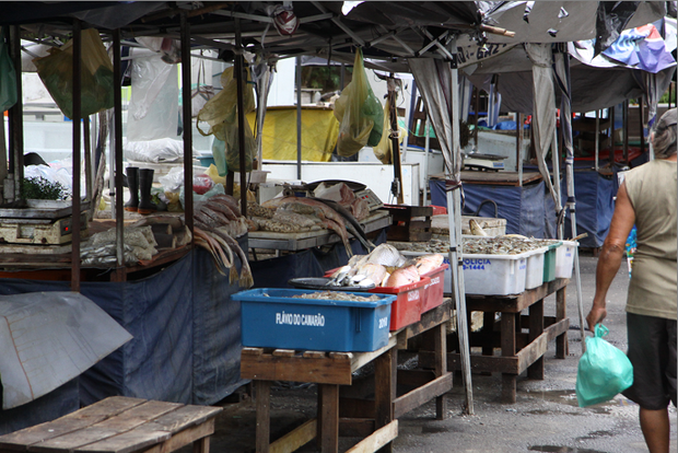 Venda de peixes cai 50% após surto de doença misteriosa
