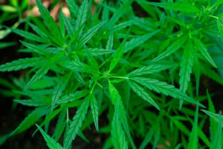 Anvisa aprova primeiro medicamento à base de maconha no Brasil