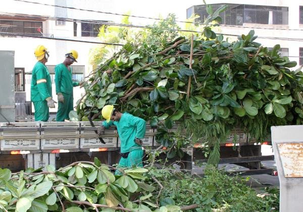 Em 4 anos, cerca de 240 mil árvores foram cortadas em Salvador