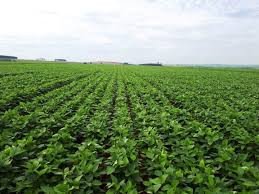 Pesquisa revela potencial produtivo e importância da força de trabalho da mulher para a Agricultura Familiar na Bahia