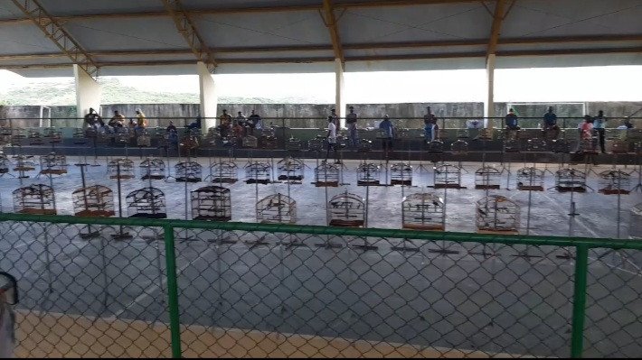 Candeias: Policia ambiental conduz 43 pessoas para delegacia em rinha de aves