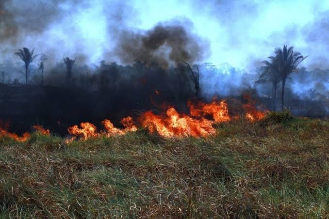 Incêndio ganha força em APA de Candeias a partir de dormentes descartados na reserva