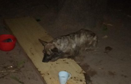LEM: Idoso é acusado de matar mais de 20 cachorros por envenenamento na Bahia