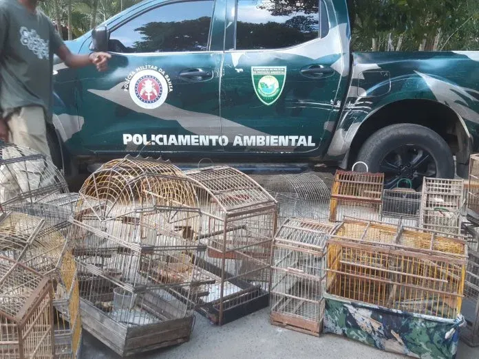 Cetas recebe 42 pássaros apreendidos pela Polícia Ambiental da Bahia