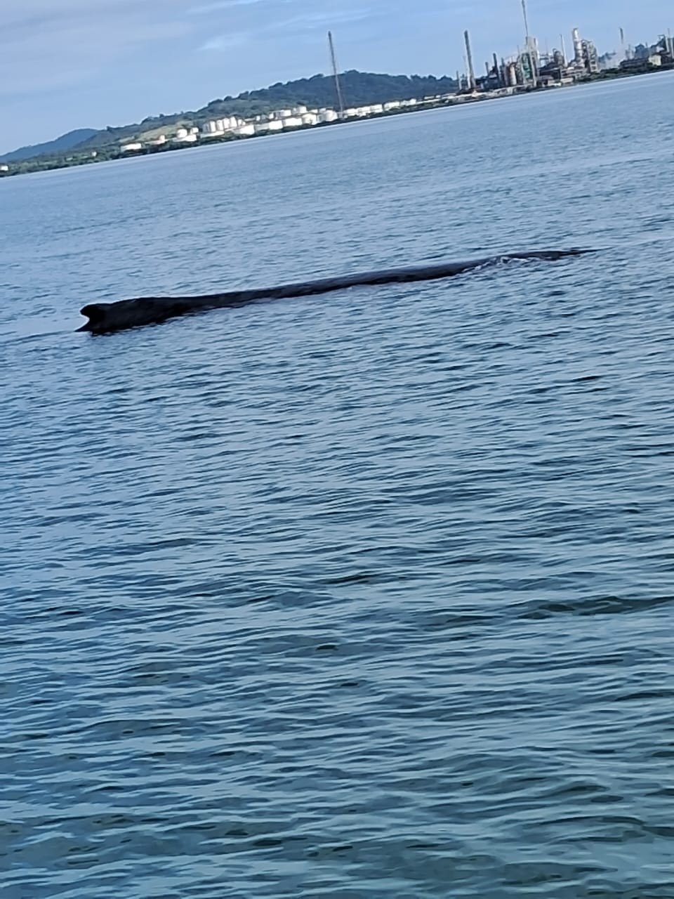 Baleia encalha em Candeias