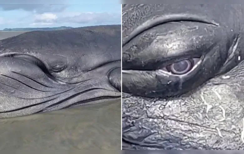 RMS: Baleia encalhada no Caípe tem possibilidade de ser sacrificada