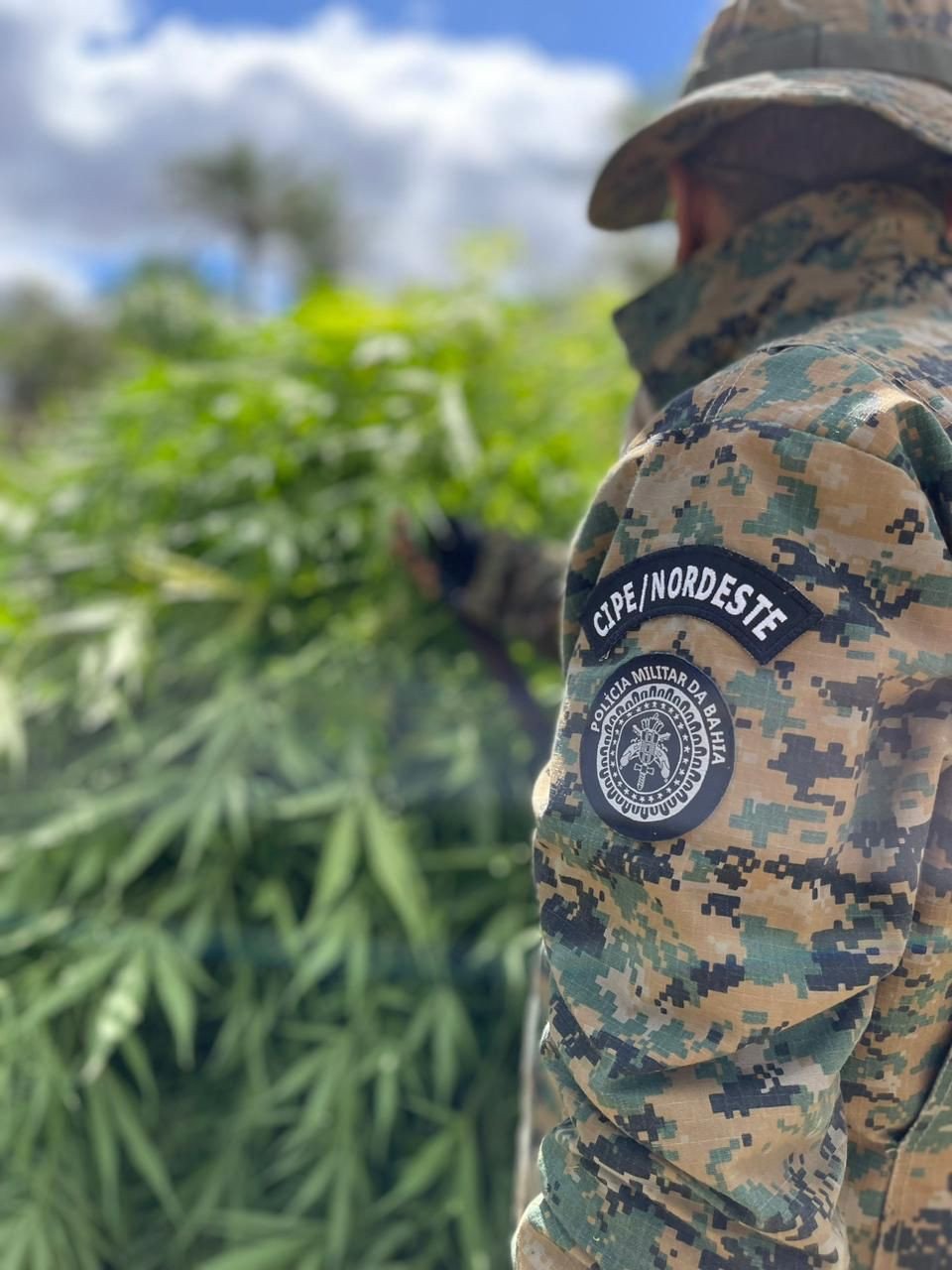 Integração: Cicom indica localização de plantações com mais de 60 mil pés de maconha